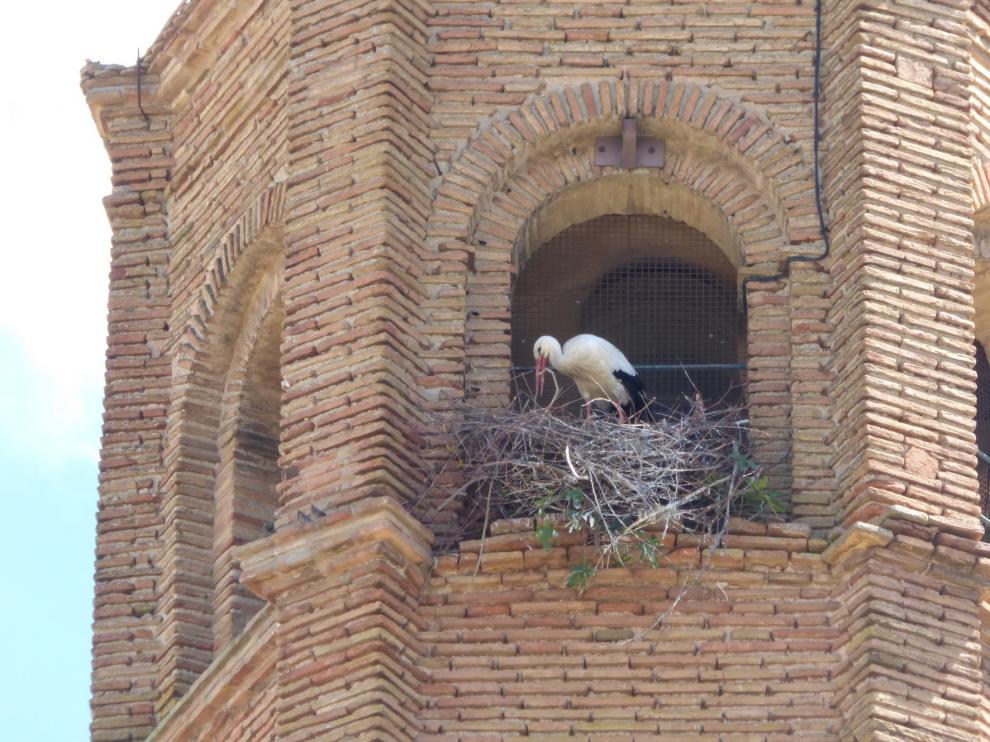 Autorizan retirar los tres nidos de cigüeña que quedan en la torre de la catedral de Barbastro