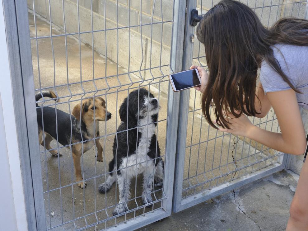 Más de 200 perros han sido adoptados este año desde el centro de la DPH