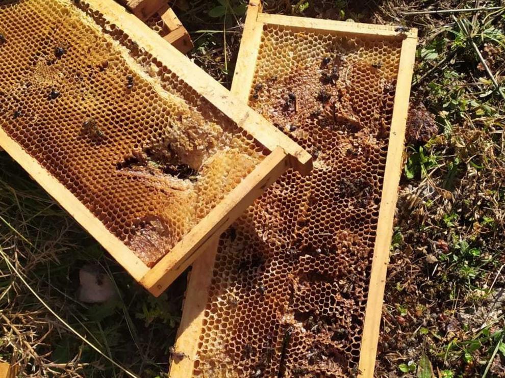 Las abejas siguen patrones matemáticos para fabricar sus panales