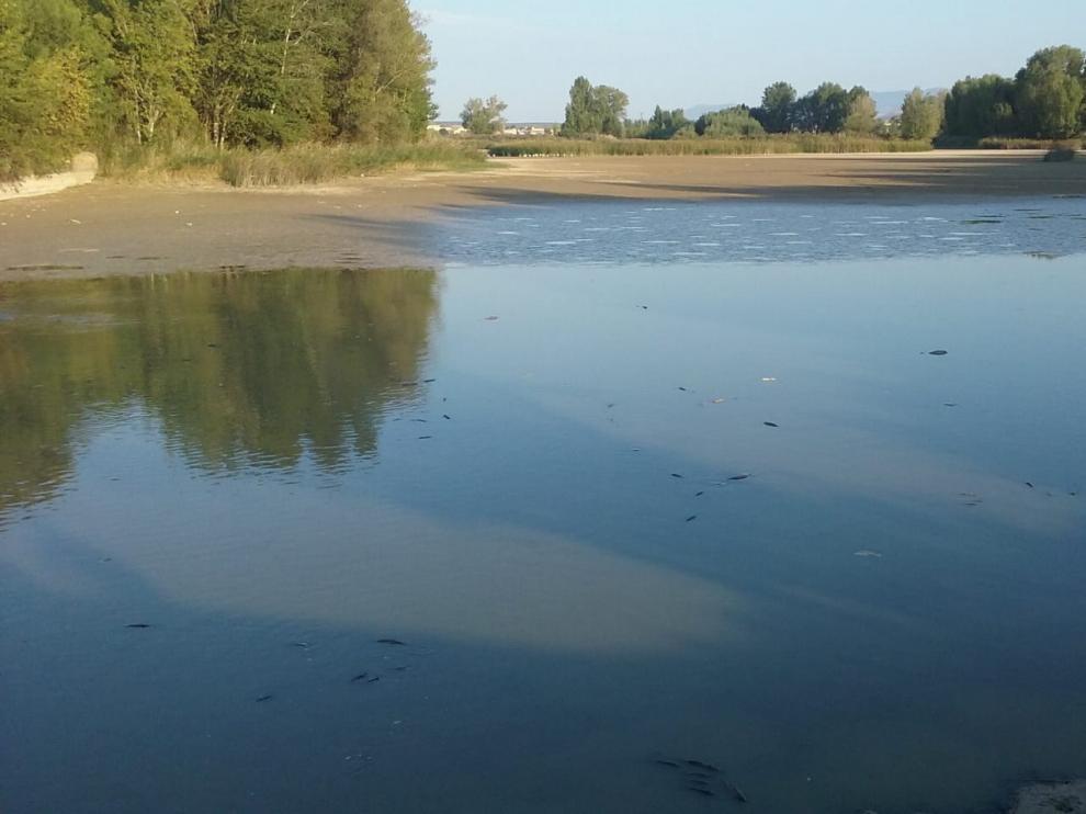 Investigan la muerte de numerosos peces en la alberca de Cortés