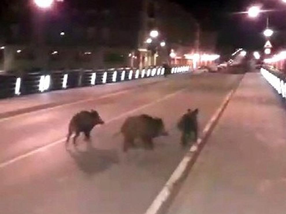 Defensores de animales piden la esterilización de jabalíes y otros animales silvestres