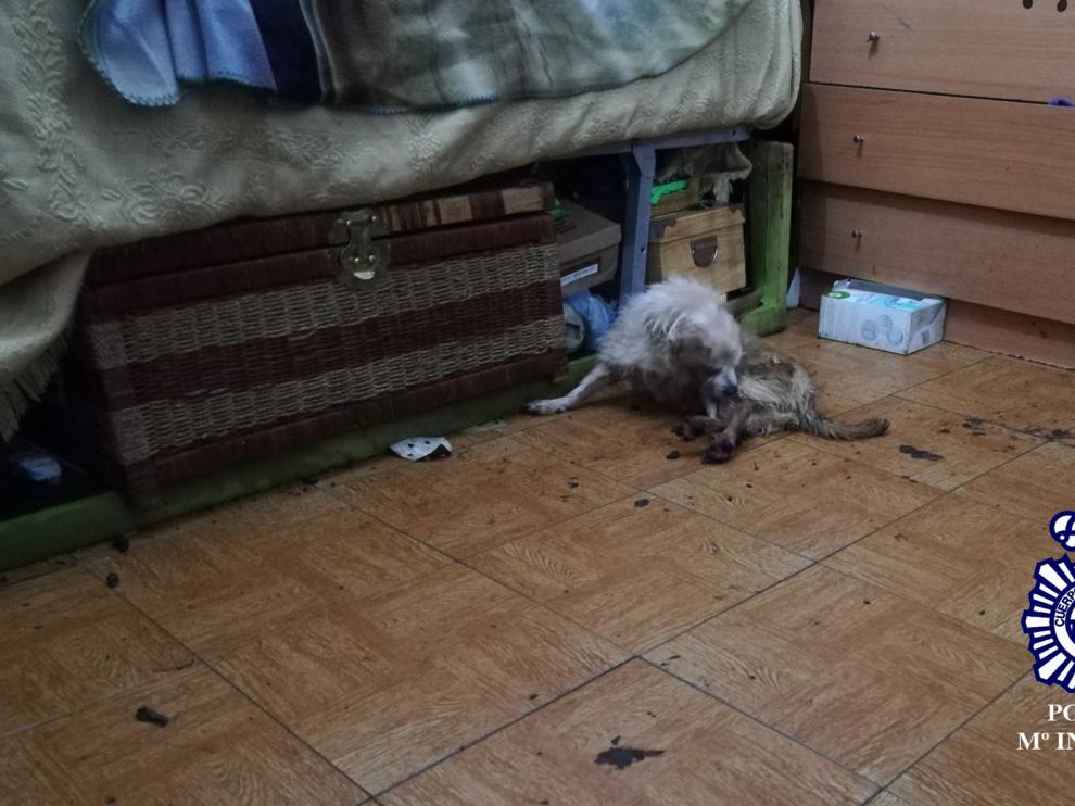 Detenida la dueña de un perro al que dejó abandonado en una casa deshabitada en Huesca