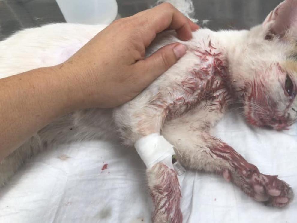 Agreden y abandonan a una gata de cuatro meses en un buzón de Huesca