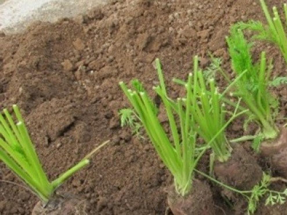 El CITA participa en el XII Congreso de Economía Agraria