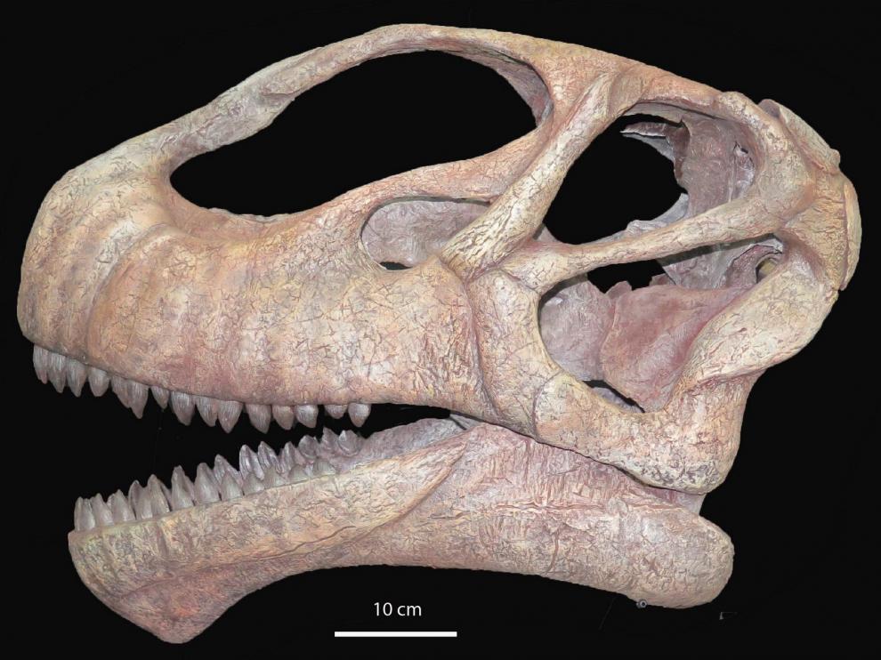 Nuevo proyecto de investigación sobre dinosaurios concedido al equipo de la Fundación Dinópolis