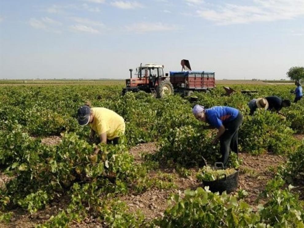 2019, una añada con uva de gran calidad en las denominaciones vitivinícolas