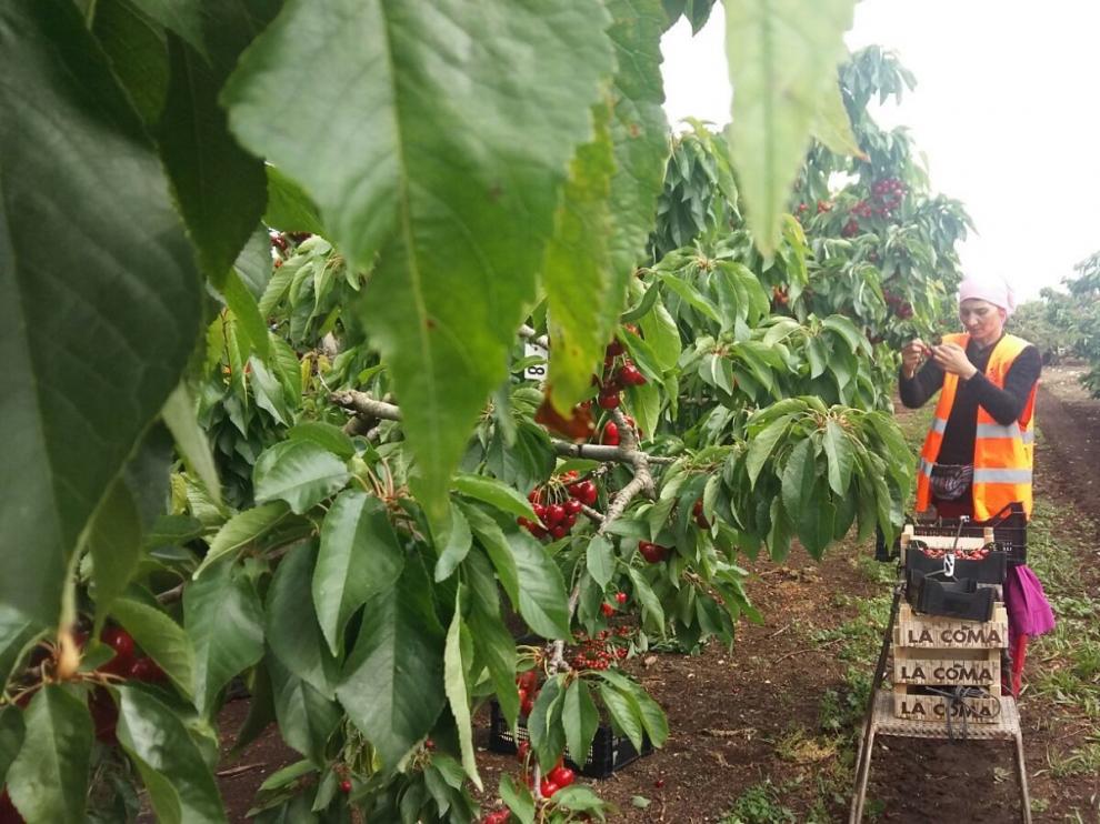 Cinco empresas agrarias de Huesca recibirán ayudas para la mejora de alojamientos de temporeros