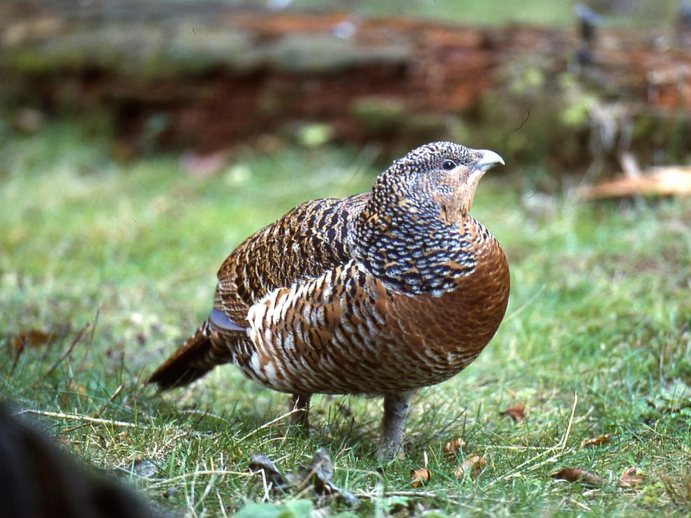 Peligra la supervivencia del urogallo pirenaico