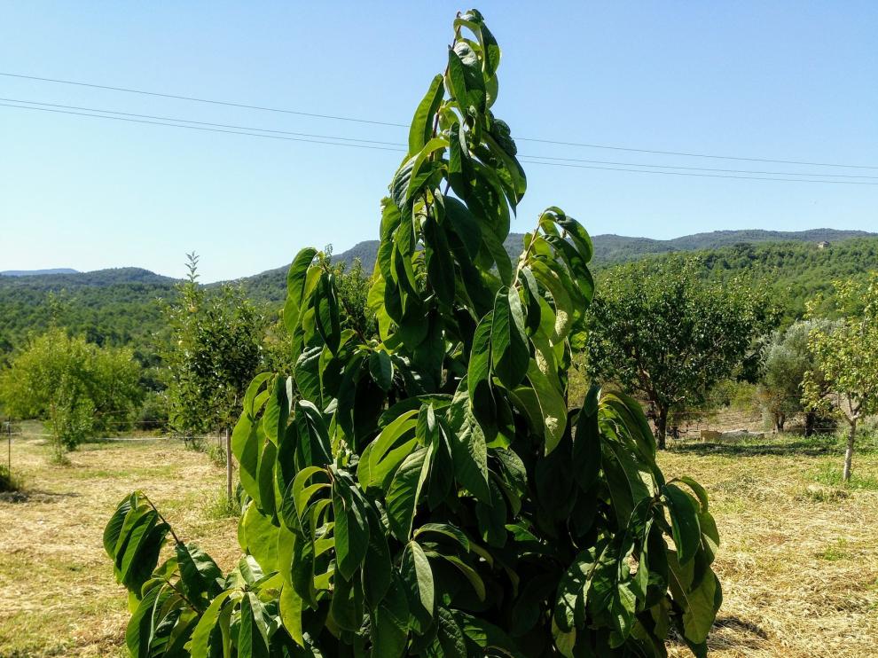 Cultivos exóticos "importados" en la montaña de Sobrarbe