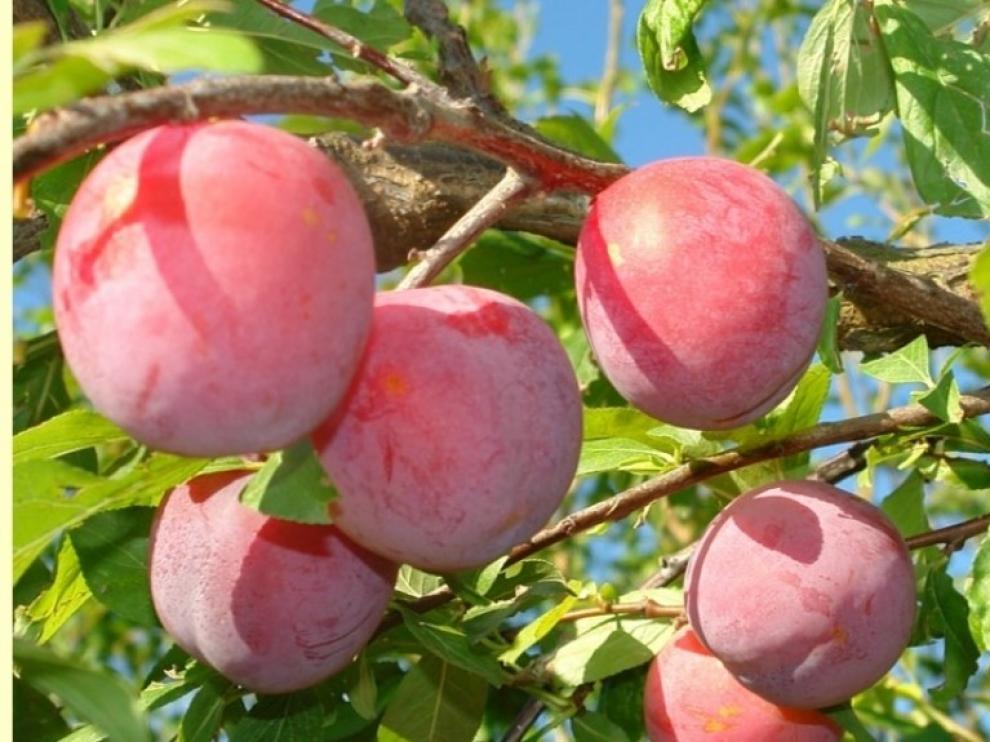 Estudian adaptar el ciruelo japonés a las condiciones de Aragón