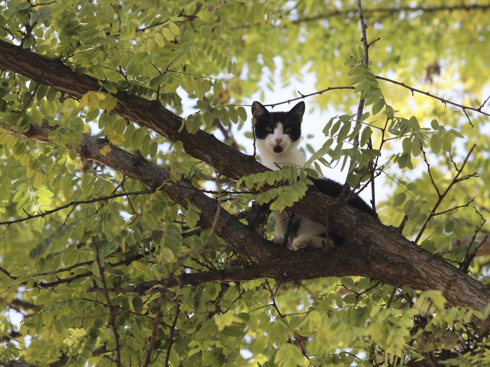Los Bomberos de Huesca acuden al rescate de un gatito que llevaba tres días encaramado en un árbol
