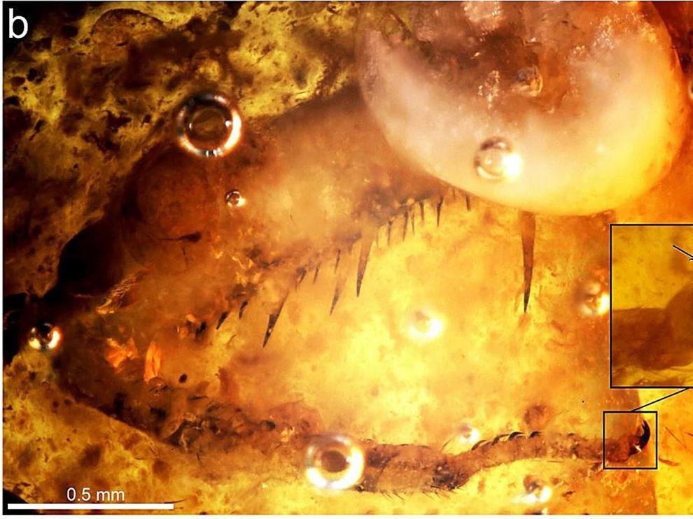 Hallan un insecto que vivió hace 105 millones de años