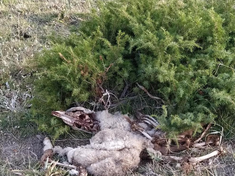 Aparecen despeñadas 70 ovejas en el municipio de Ansó y el Gobierno de Aragón no descarta el ataque de un oso