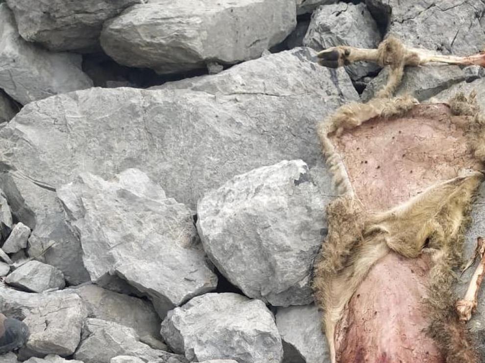 Un oso mata a 9 ovejas en el valle de Hecho