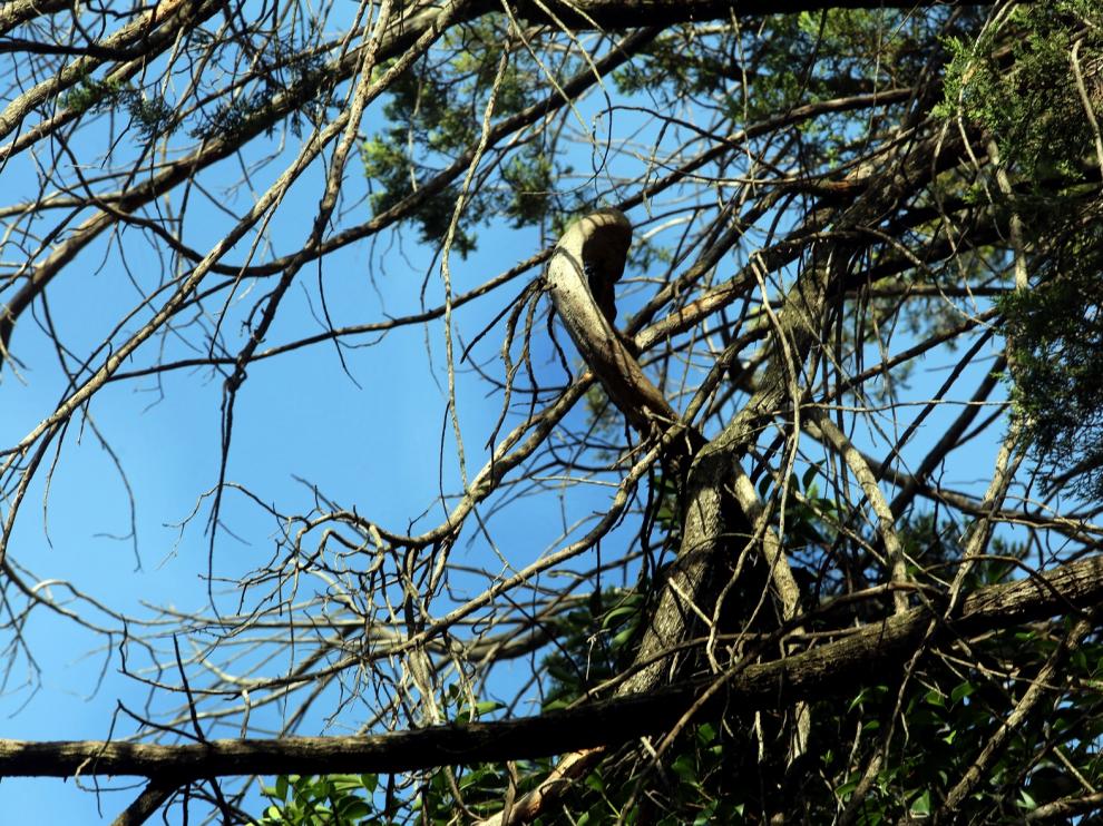 Árbol dañado en el parque