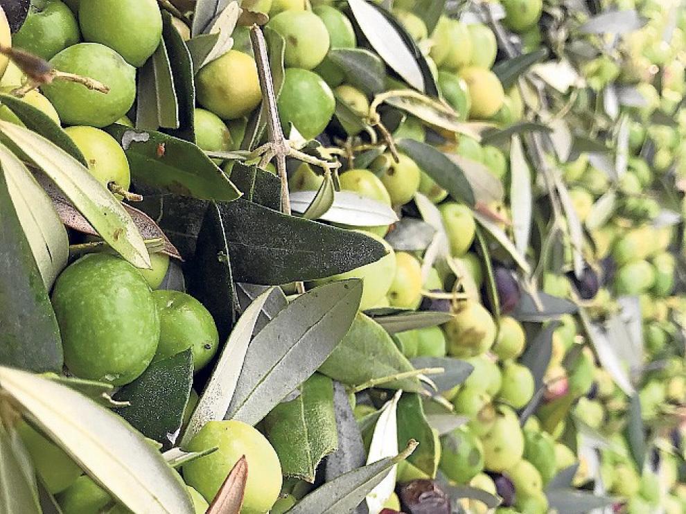 La D.O. Aceite Somontano despierta expectativas en otras comarcas