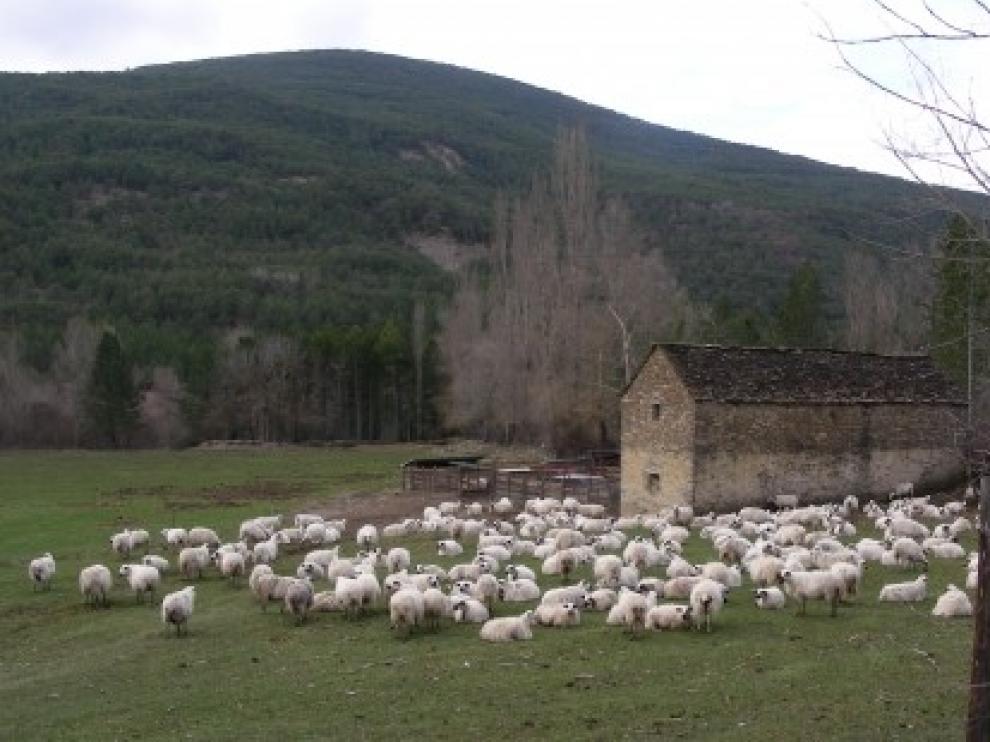 Las asociaciones para la conservación de las razas autóctonas recibirán 150.000 euros más en Aragón