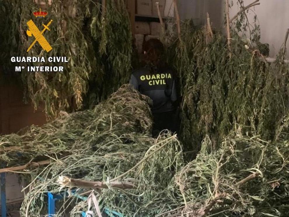 La Guardia Civil de Huesca interviene 1000 plantas de marihuana y detiene a cuatro personas