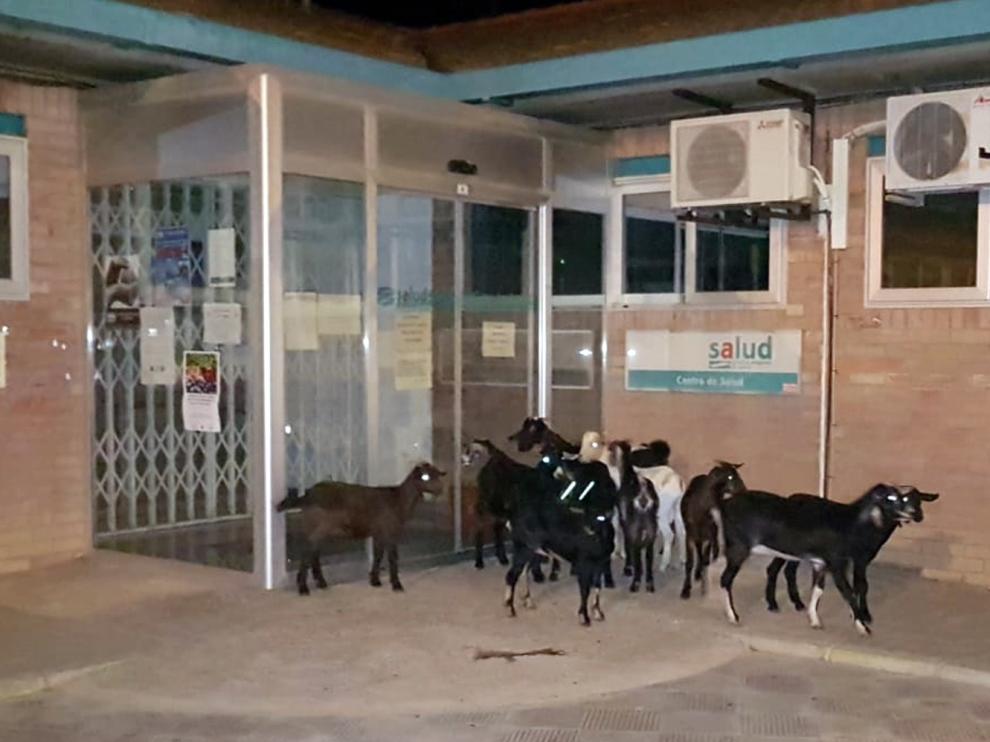 Un grupo de cabras de Sariñena sale de excursión y acaba en la puerta de urgencias del Centro de Salud