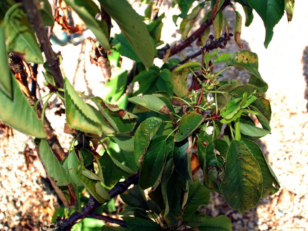 Sariñena es diferente: florece un cerezo en el inicio del otoño