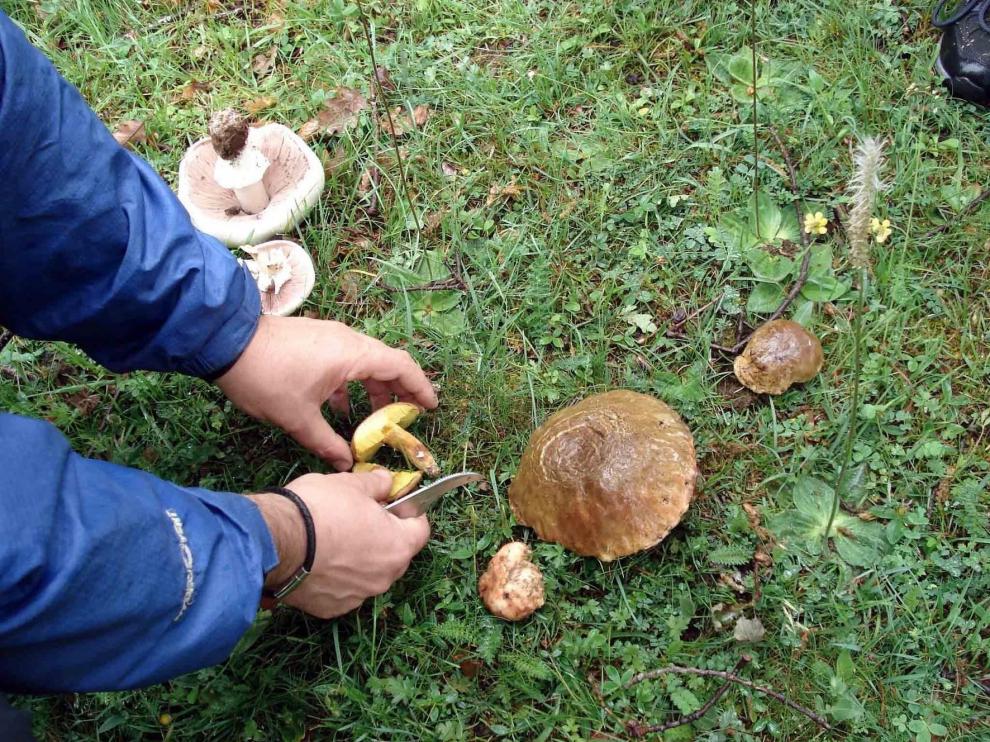 Tres miembros de una familia de Huesca, atendidos tras comer setas que creían robellones