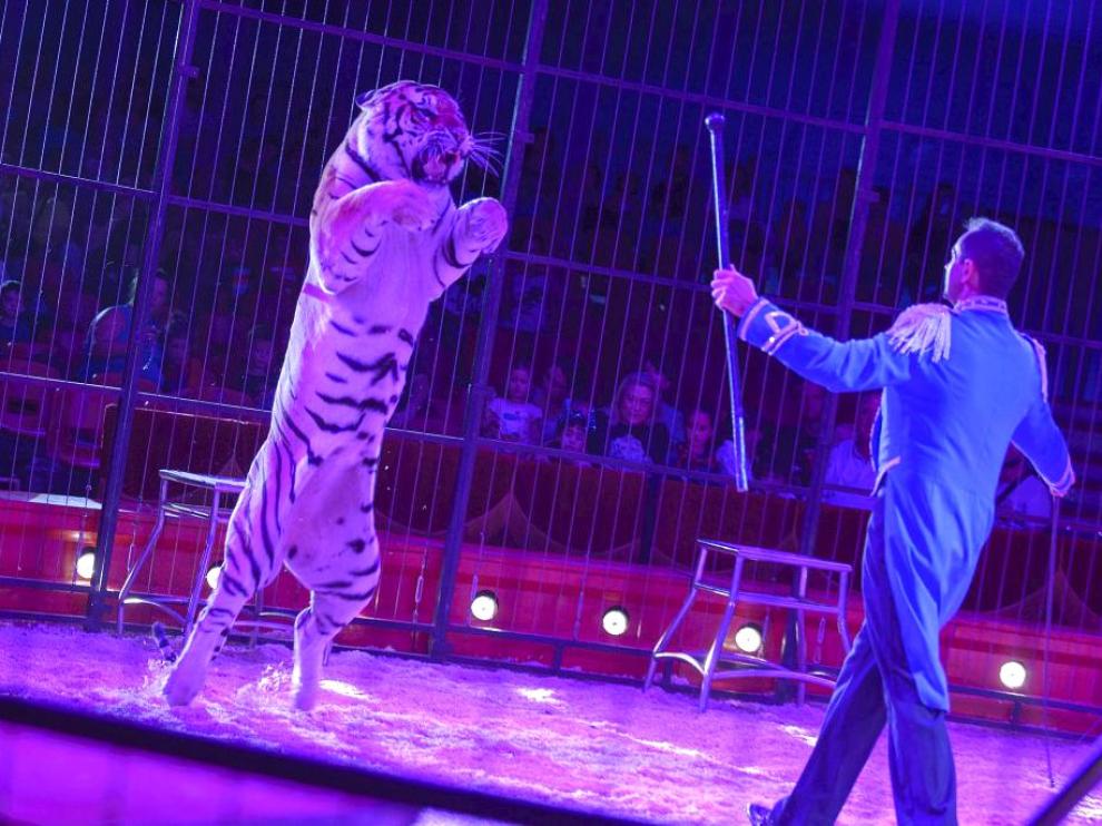 Amnistía Animal cree que se ha dado "alas" al circo con animales en Zaragoza