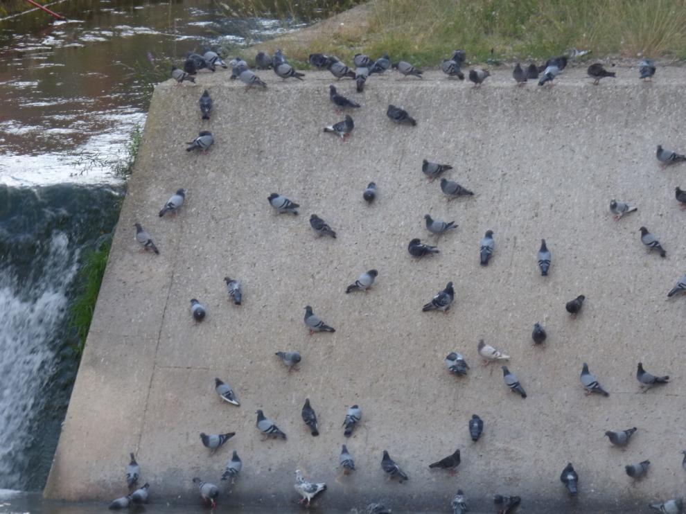 Ponen en marcha una campaña para el control de las palomas en Barbastro