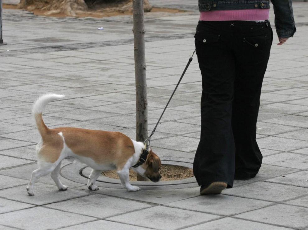Estudian medidas para controlar a los perros en las zonas verdes de Huesca
