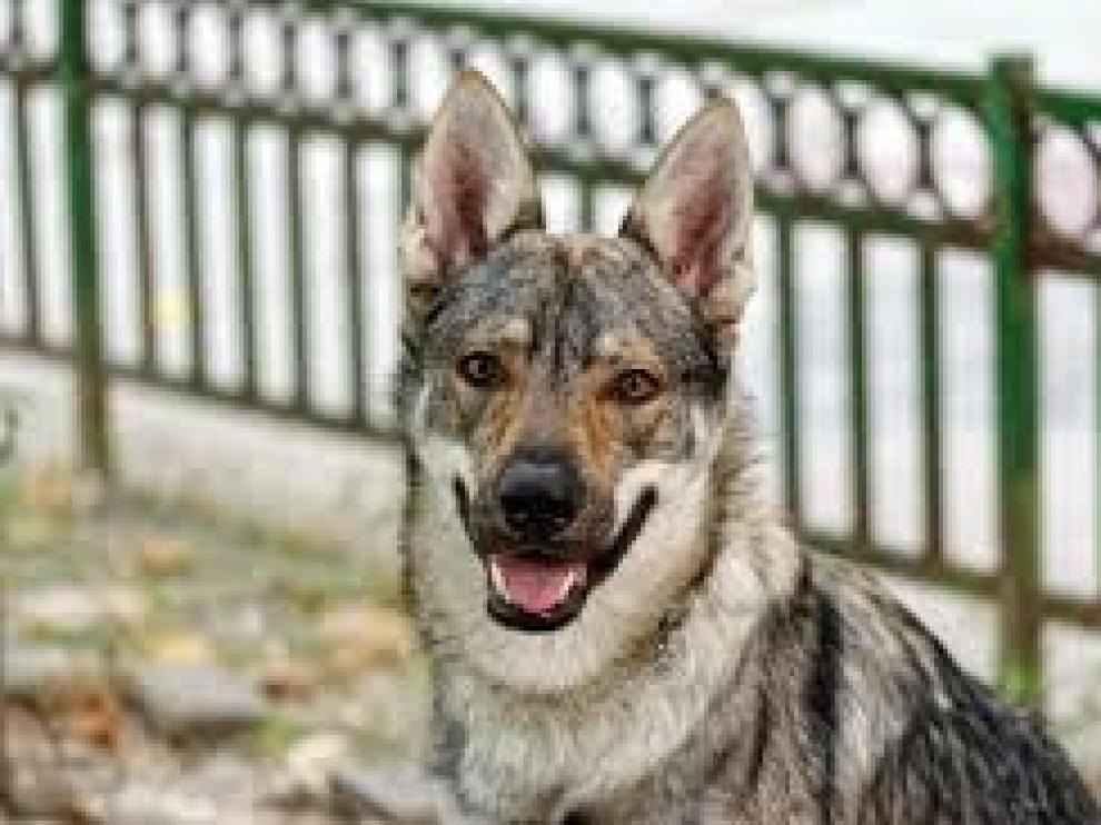 Kira y Thor, los nombres para perros más elegidos en 2019