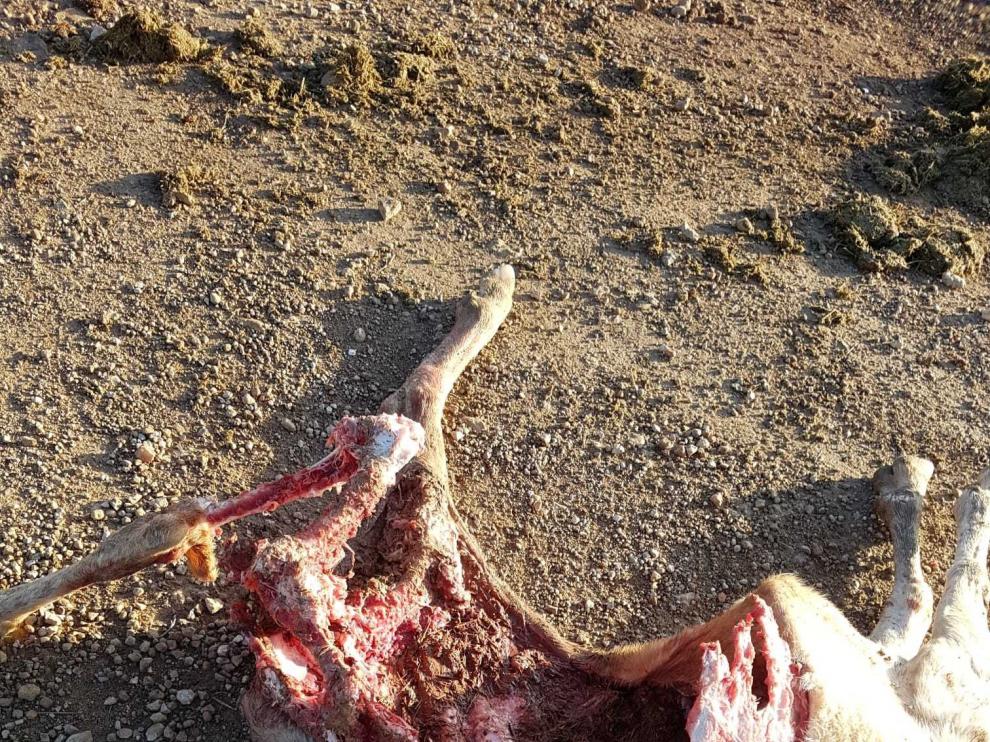 Muere una oveja por el ataque del lobo en Leciñena