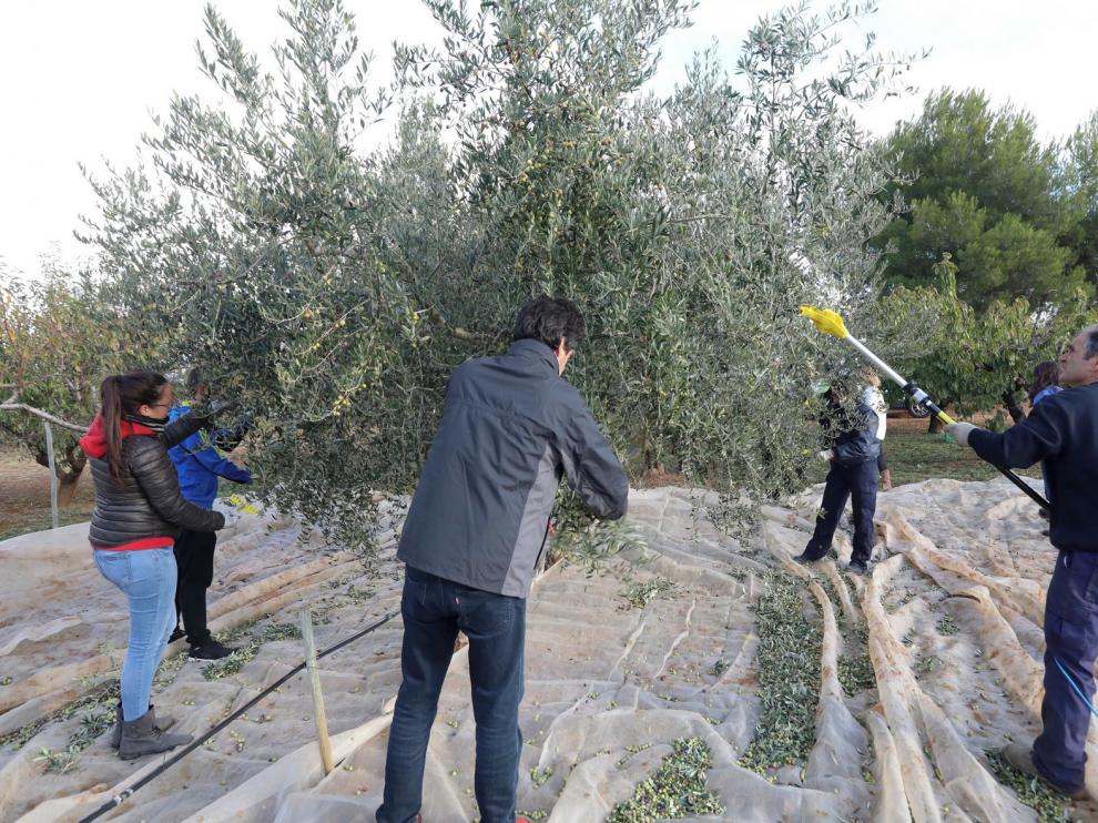 La Escuela Politécnica de Huesca recoge la cosecha de su olivar
