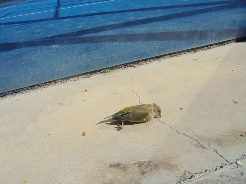 Desarrollan en Zaragoza un proyecto para evitar las muertes de aves en cristaleras de pádel