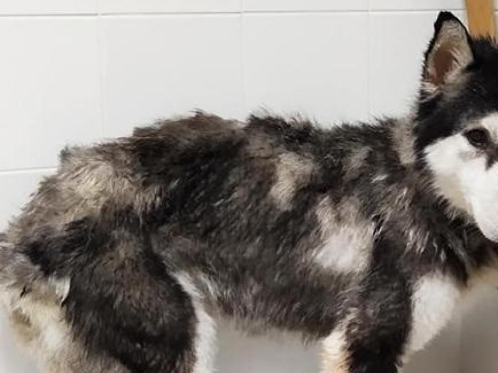 La Guardia Civil investiga el hallazgo de cuatro perros muertos en una furgoneta