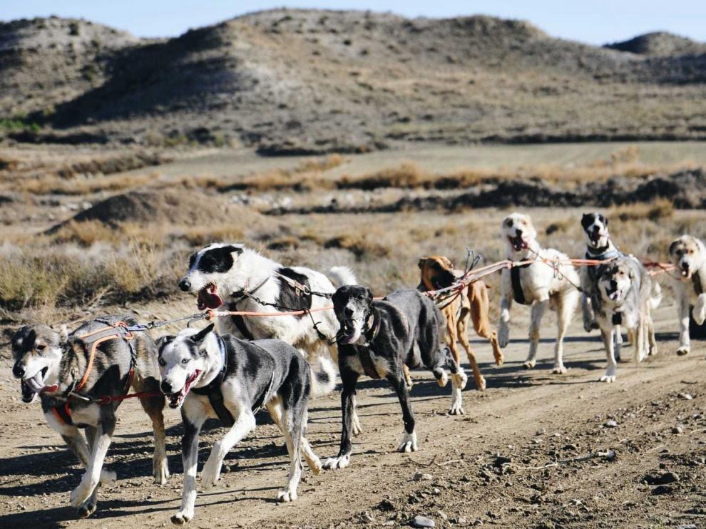 Los perros de tiro vuelven a tomar los paisajes monegrinos