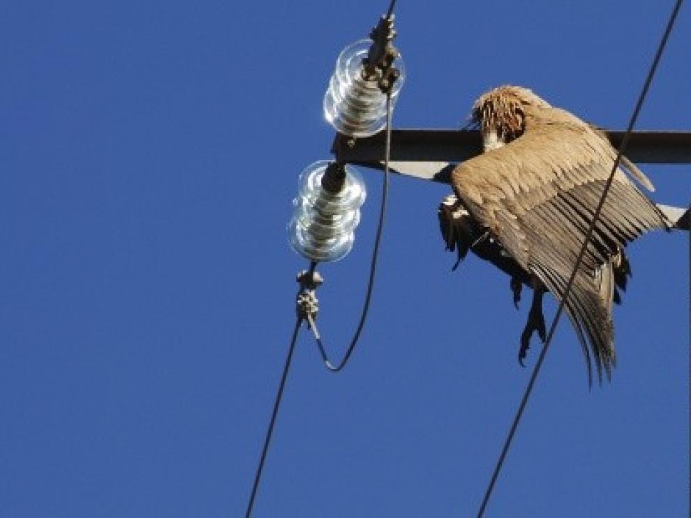 La CHE adaptará 130 líneas eléctricas para proteger a las aves en Aragón y La Mancha