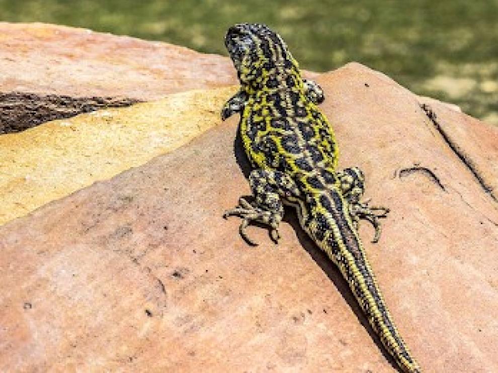 Liolaemus Tajzara, la lagartija hallada en Bolivia nueva para la ciencia