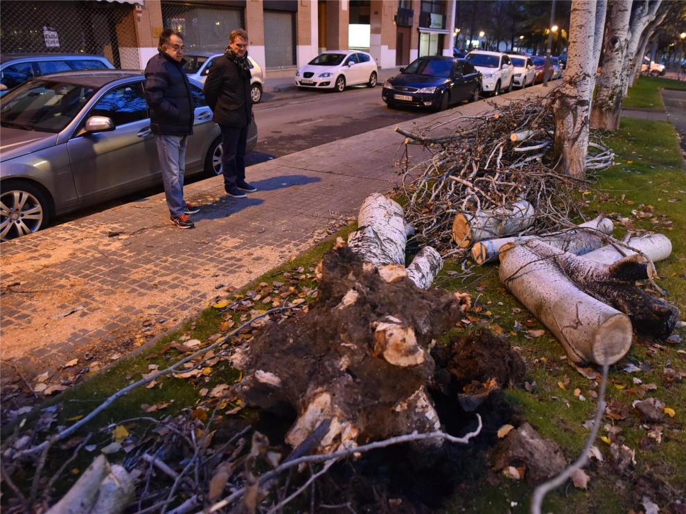 Rachas de viento de hasta 42 kilómetros por hora derriban varios árboles en Huesca