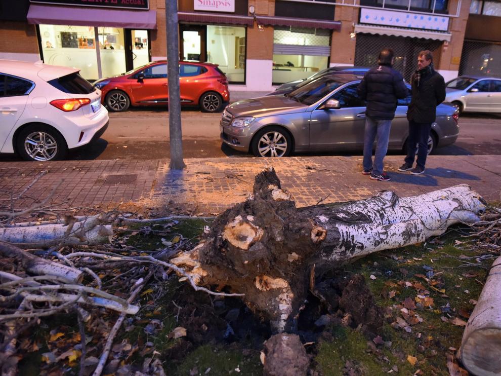 Caída de árboles por el viento