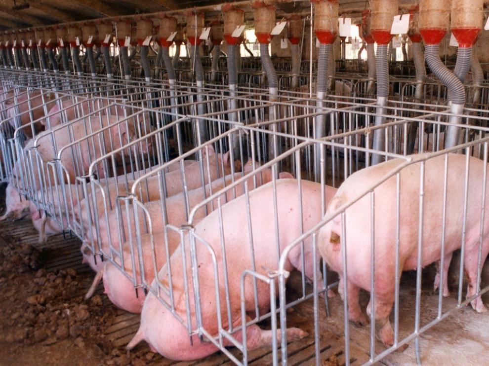 Piden que se prohíban las explotaciones intensivas de porcino en Sabiñánigo