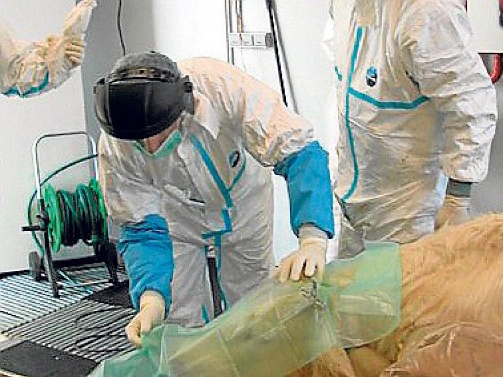 Un estudio desvela otro posible origen de la enfermedad de las "vacas locas"