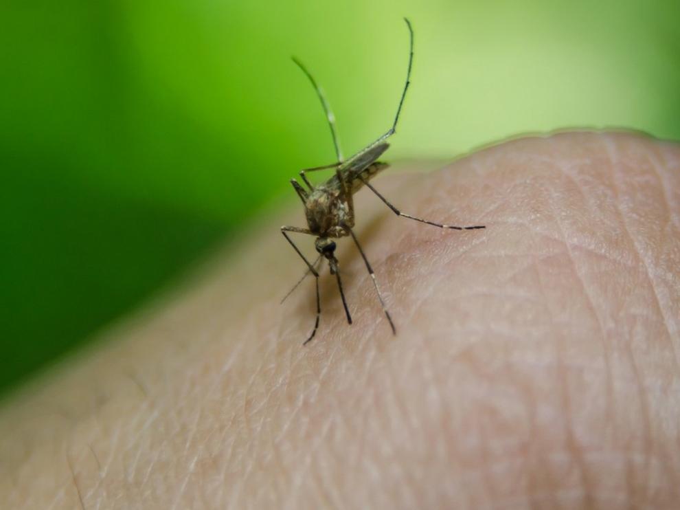 Investigan un caso de malaria en Aragón