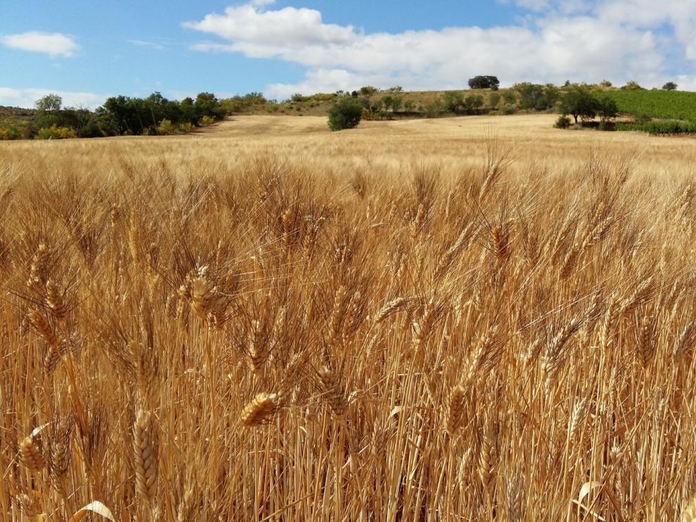 La renta agraria cae un 8,6% en 2019, hasta los 26.179,6 millones