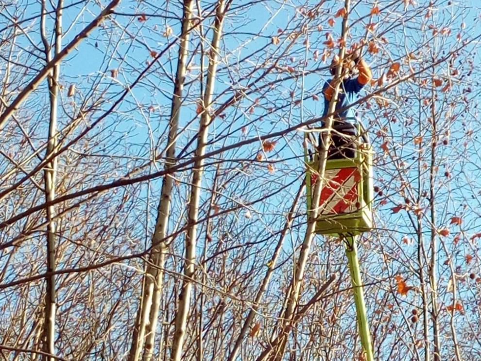 El Ayuntamiento de Huesca podará casi 1.000 árboles en los próximos meses