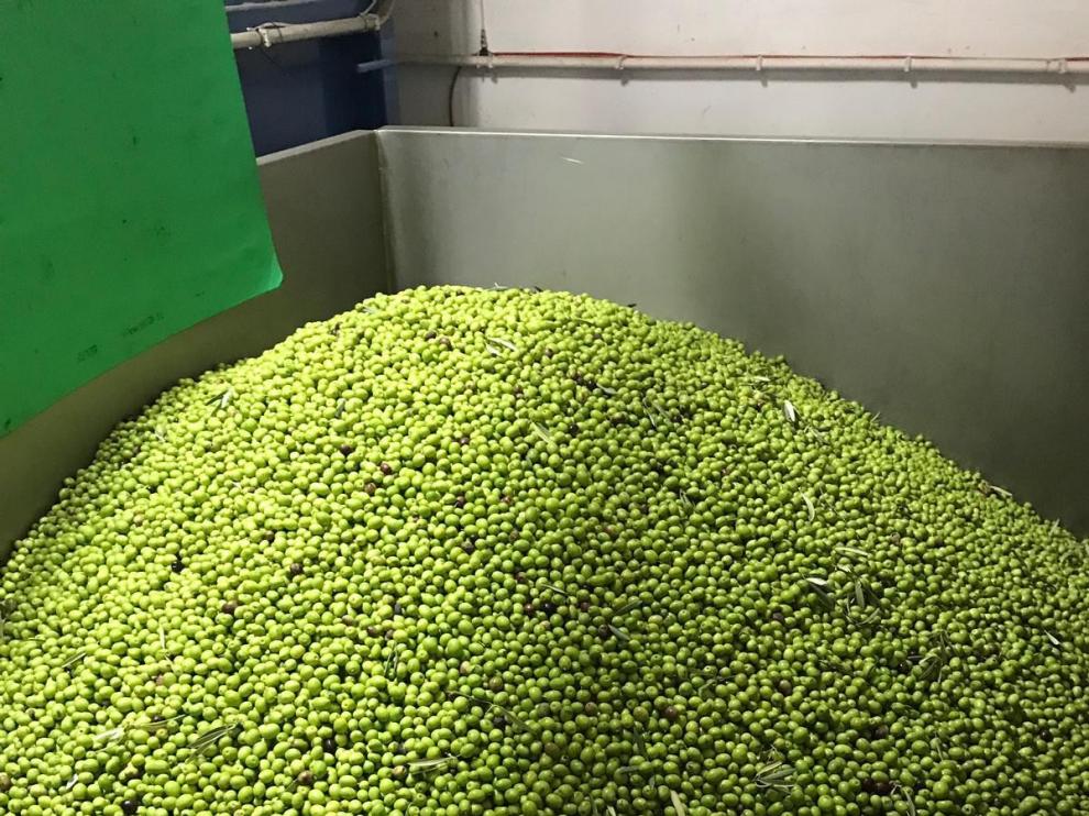 Paso a paso para obtener la marca de calidad para el aceite del Somontano