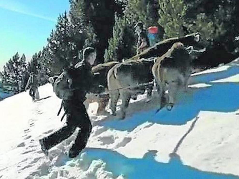 Ganaderos, cazadores y vecinos se unen para rescatar a cinco vacas en Benasque