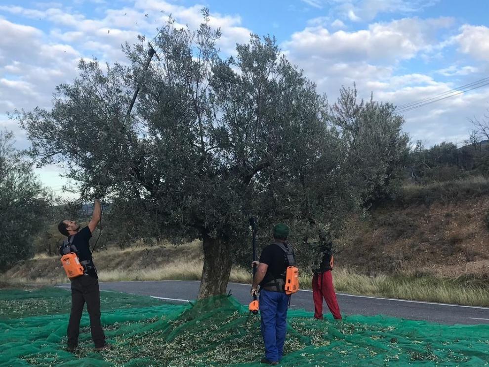 Fuerte bajada de la producción olivarera en la comarca del Somontano