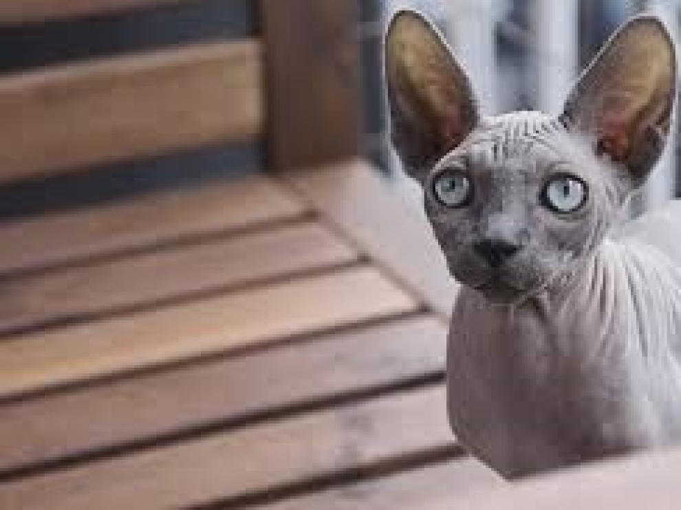 Los gatos esfinge seguirán siendo protagonistas este año 2020