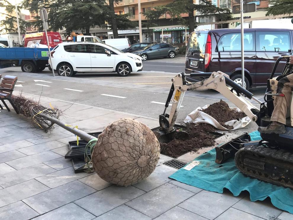 Plantan diez nuevos tilos en el paseo de Ramón y Cajal de Huesca