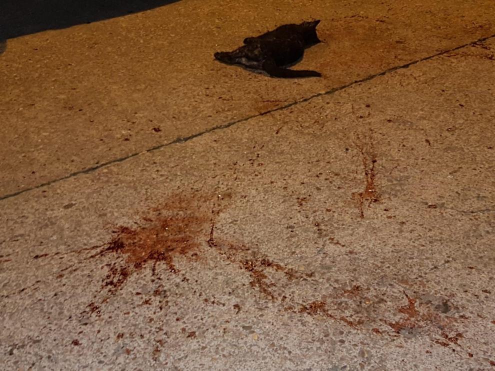 Denuncian en Huesca un nuevo caso de maltrato a un gato en el Perpetuo Socorro