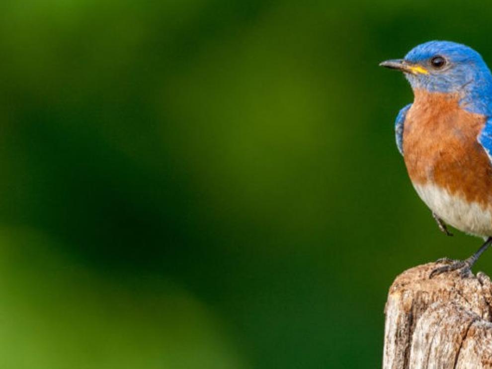 La forma del cuerpo de las aves predice su papel en el ecosistema